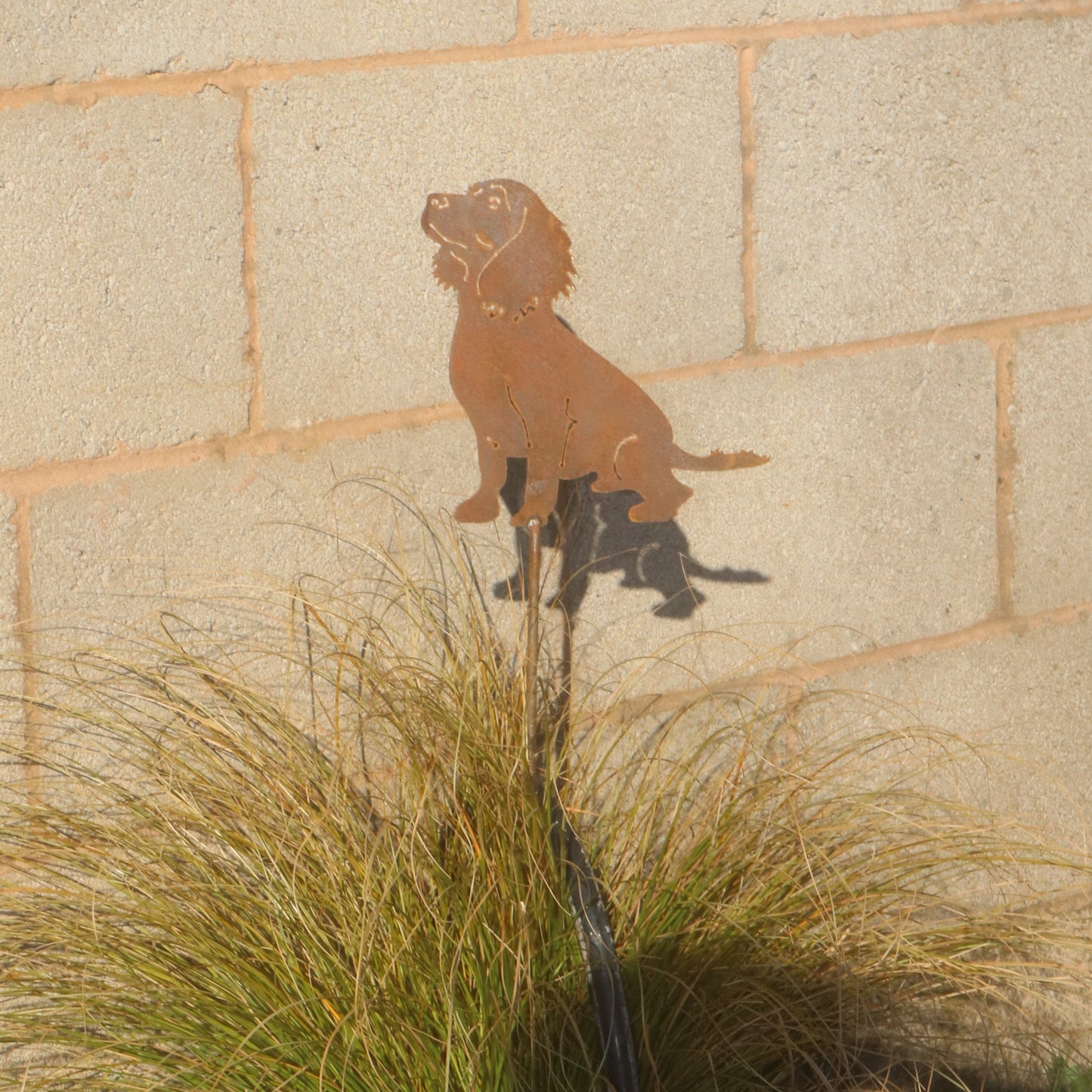 Working Cocker Spaniel On Spike
