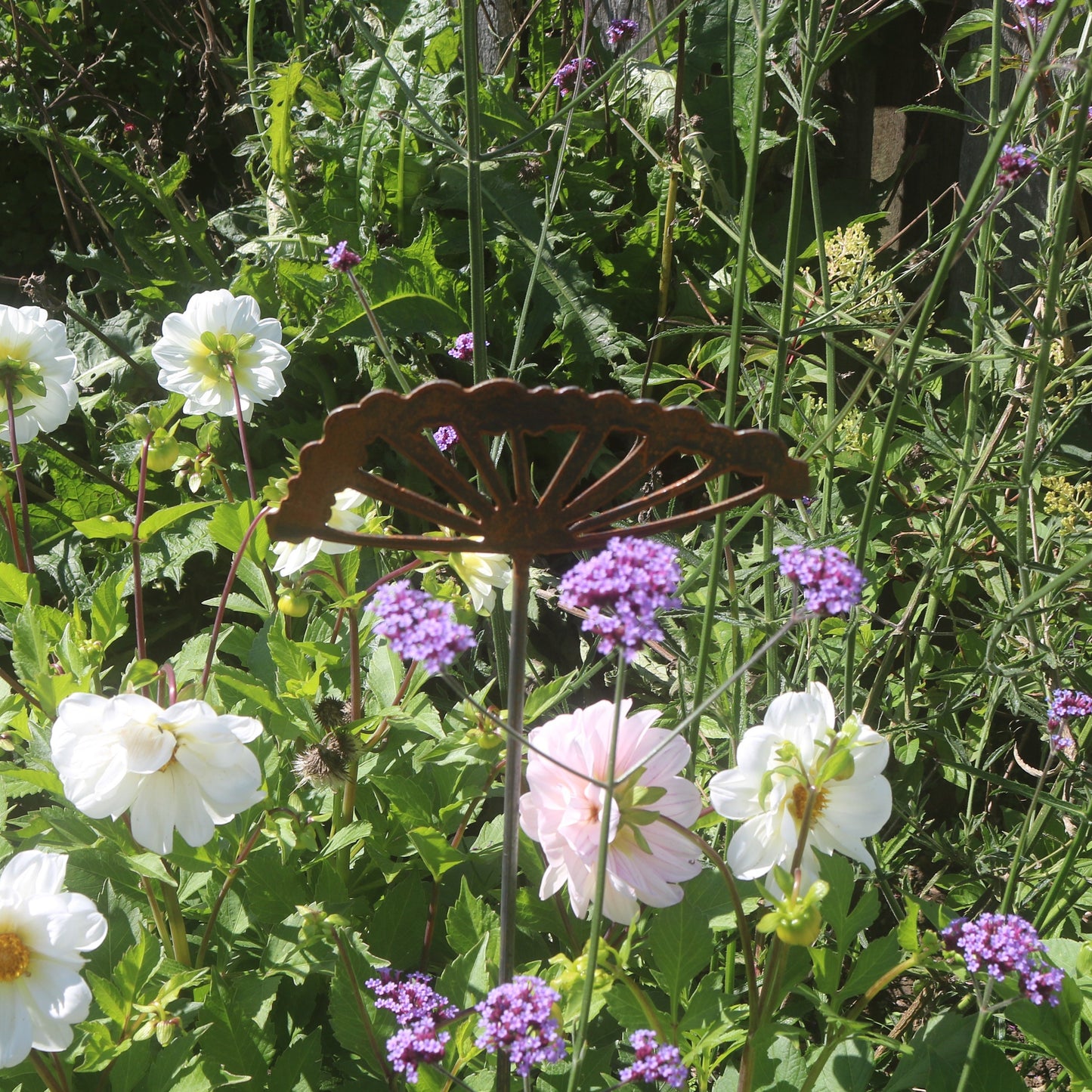 Cow Parsley Flower Spike