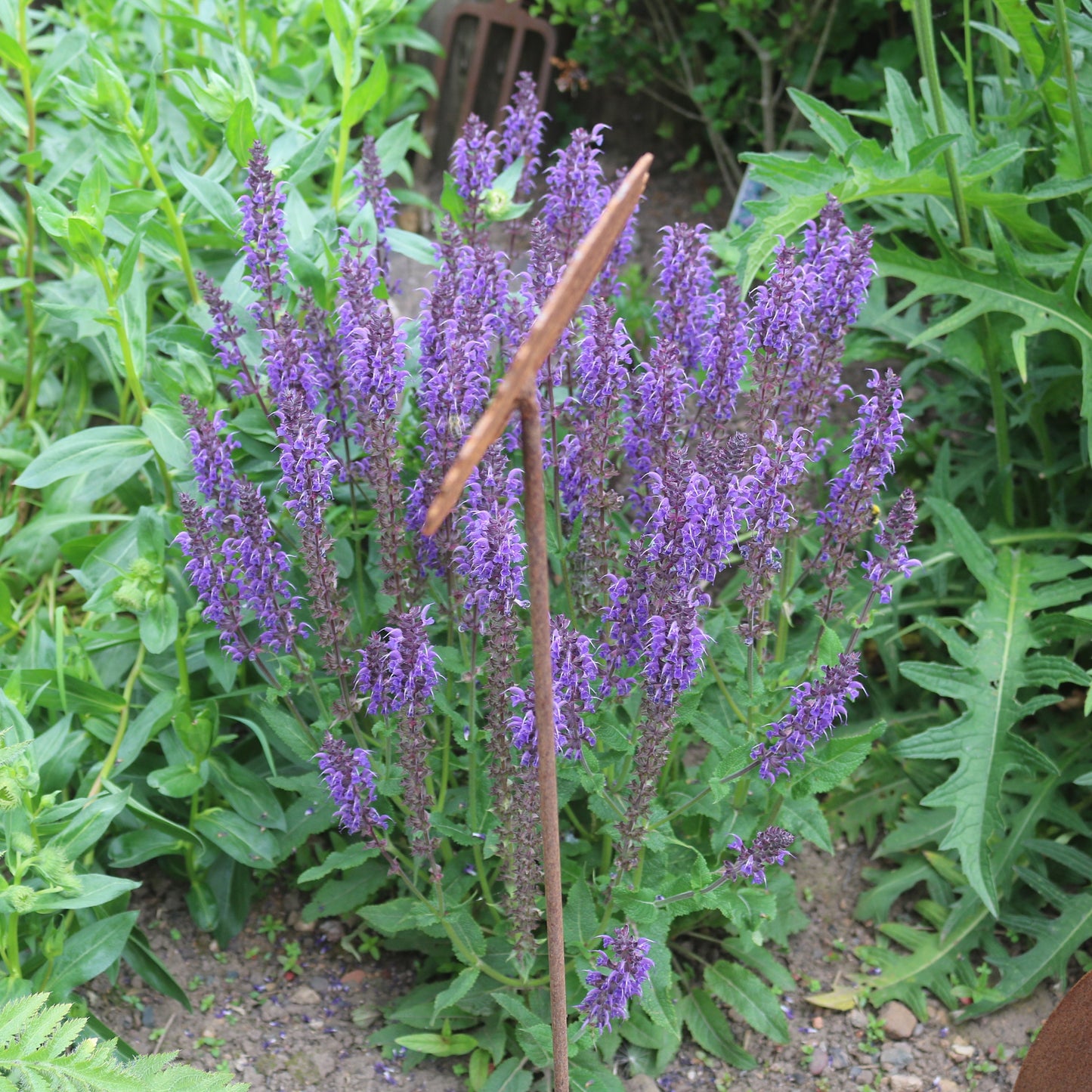 Poppy Flower On Spike
