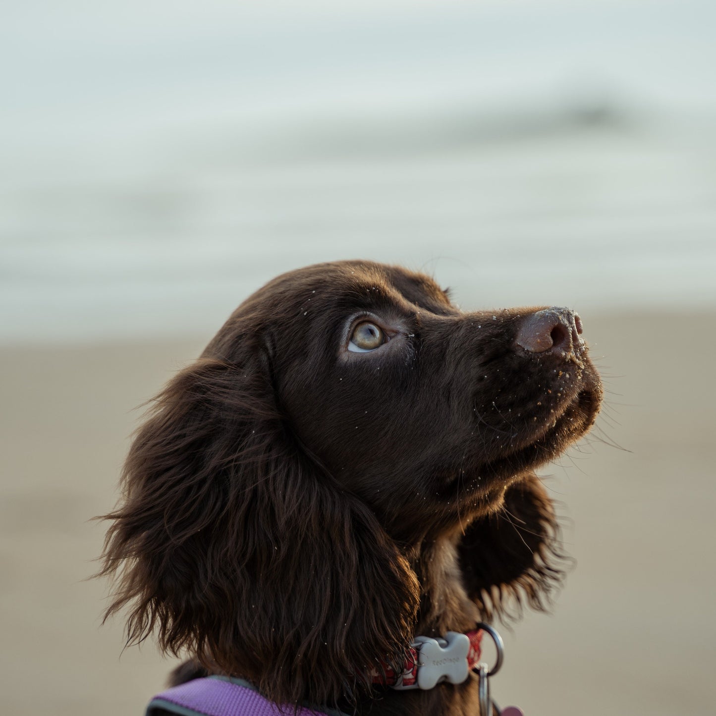 Working Cocker Spaniel Statue