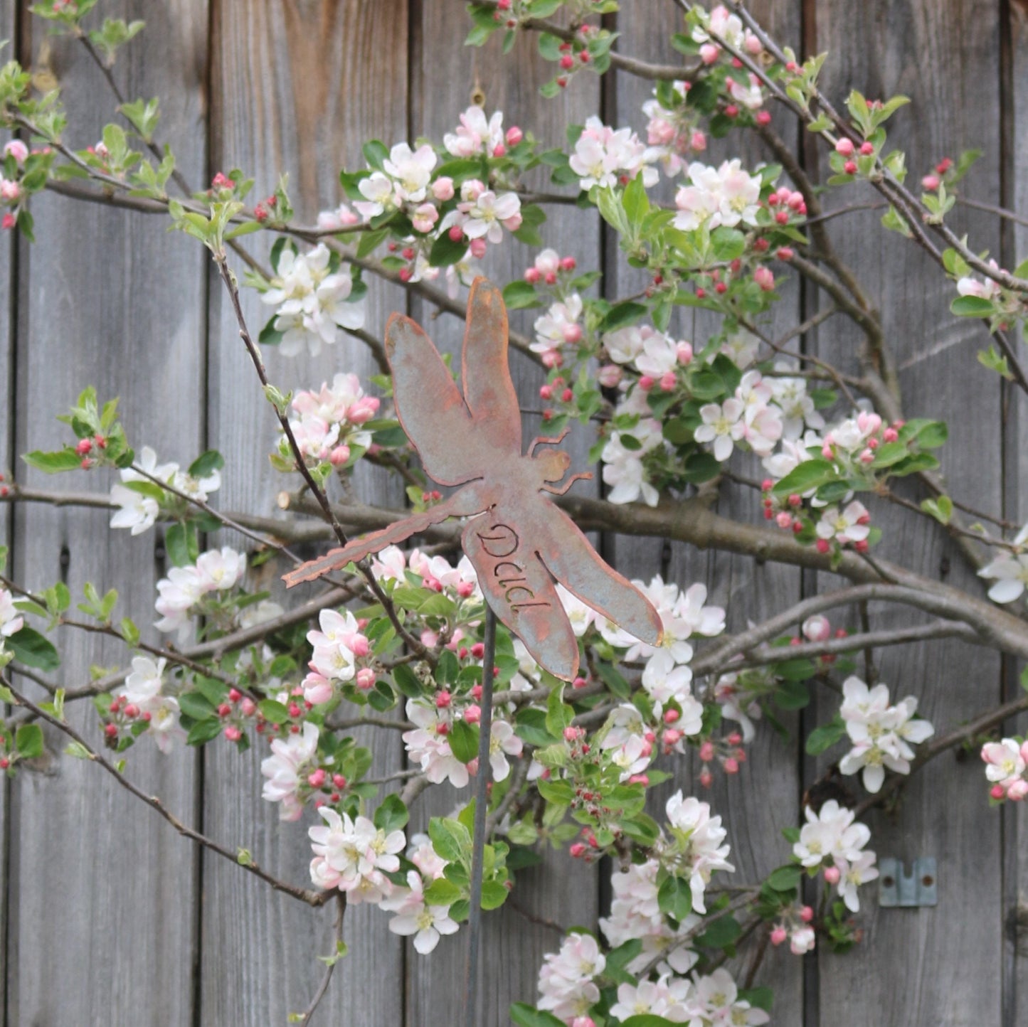 Dad Dragonfly On Spike