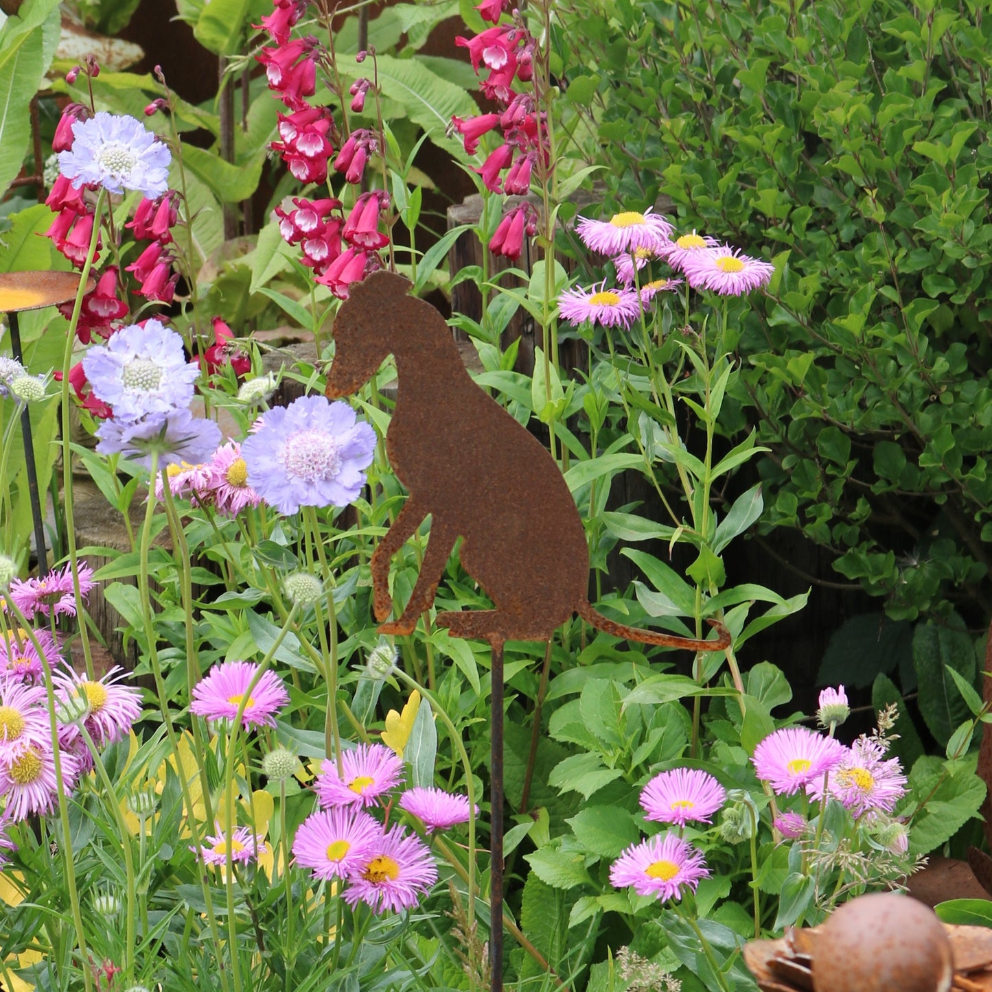 Greyhound, Whippet, Lurcher On Spike