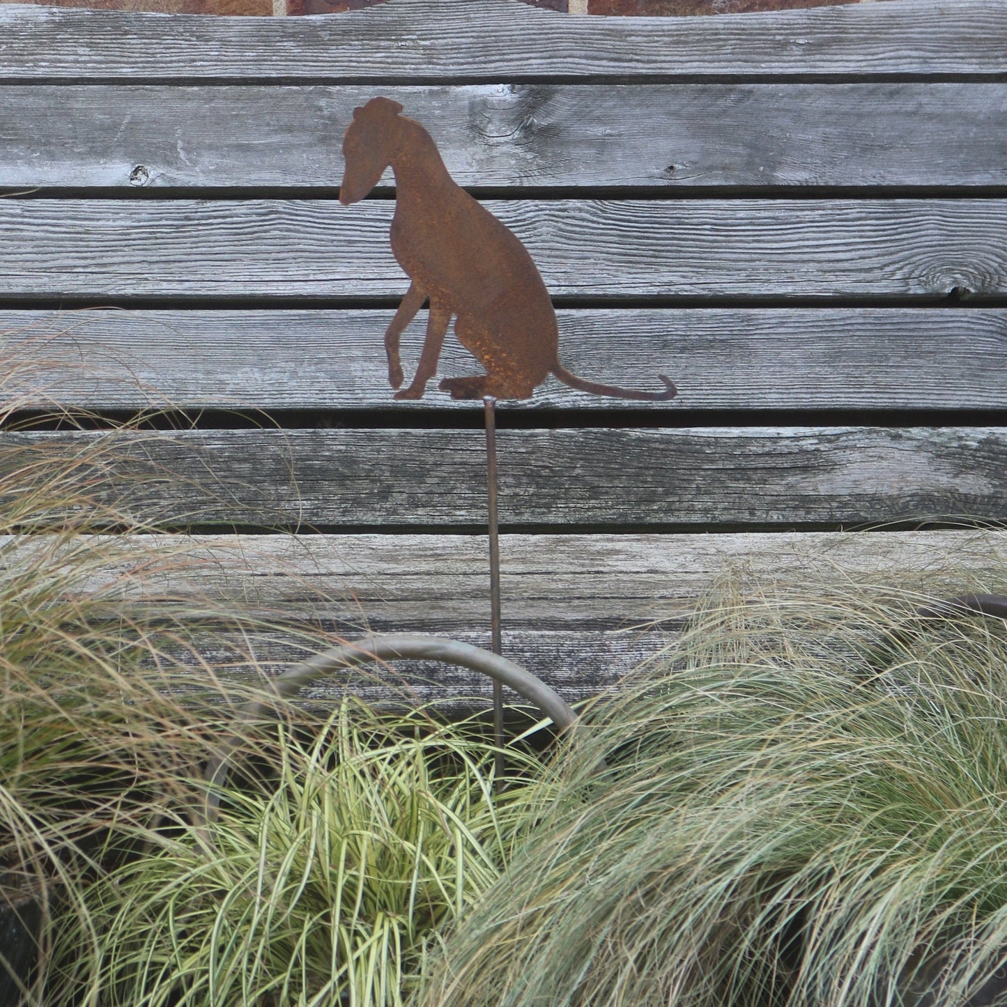 Greyhound, Whippet, Lurcher On Spike