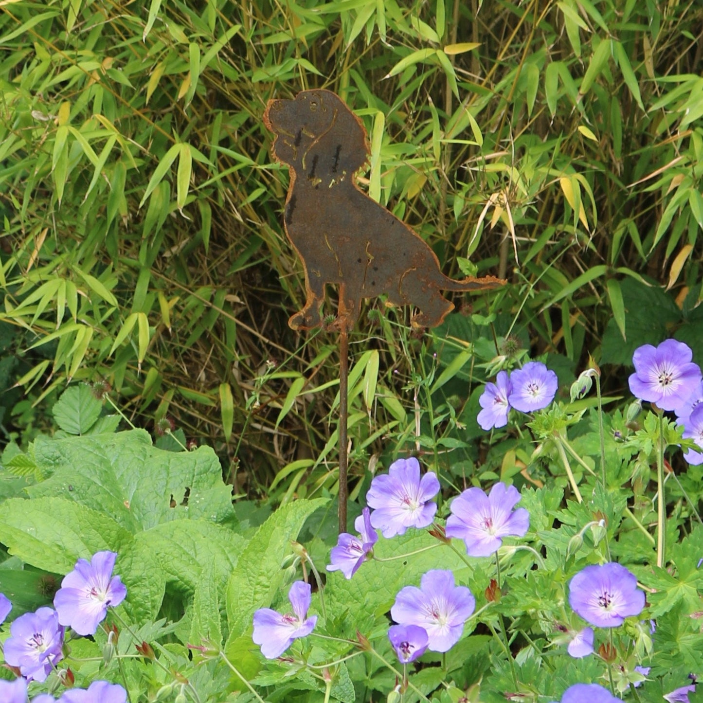 Working Cocker Spaniel On Spike