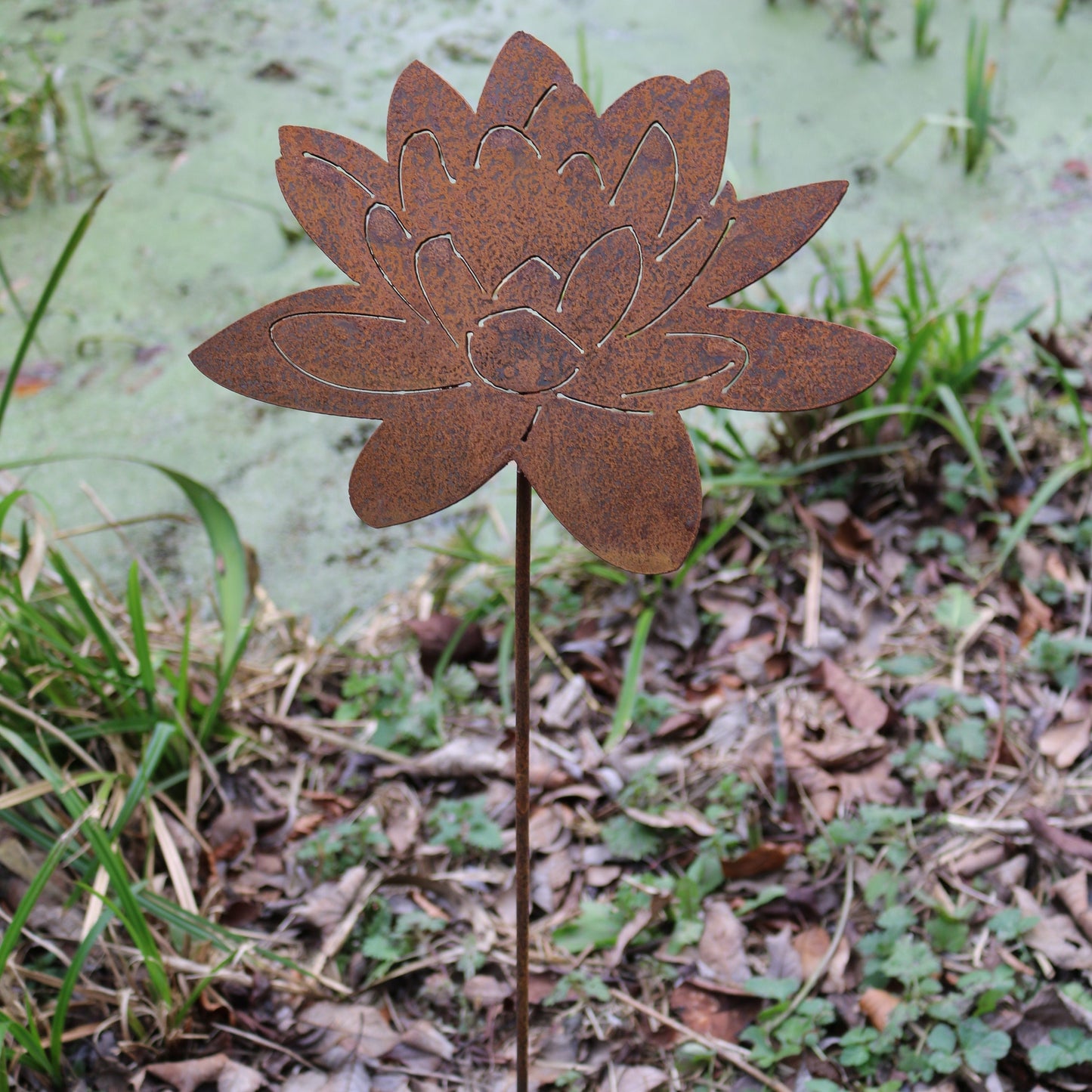 Lotus Flower, Water Lily On Spike
