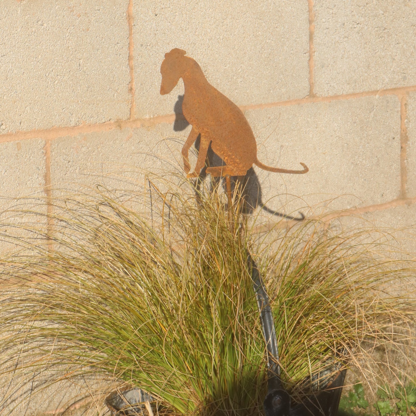 Greyhound, Whippet, Lurcher On Spike