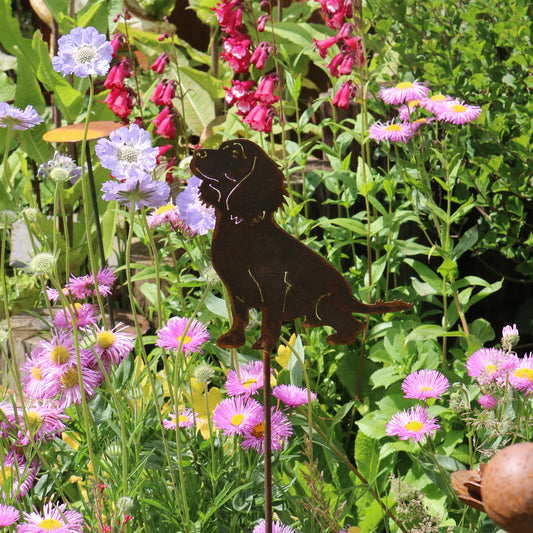 Working Cocker Spaniel On Spike