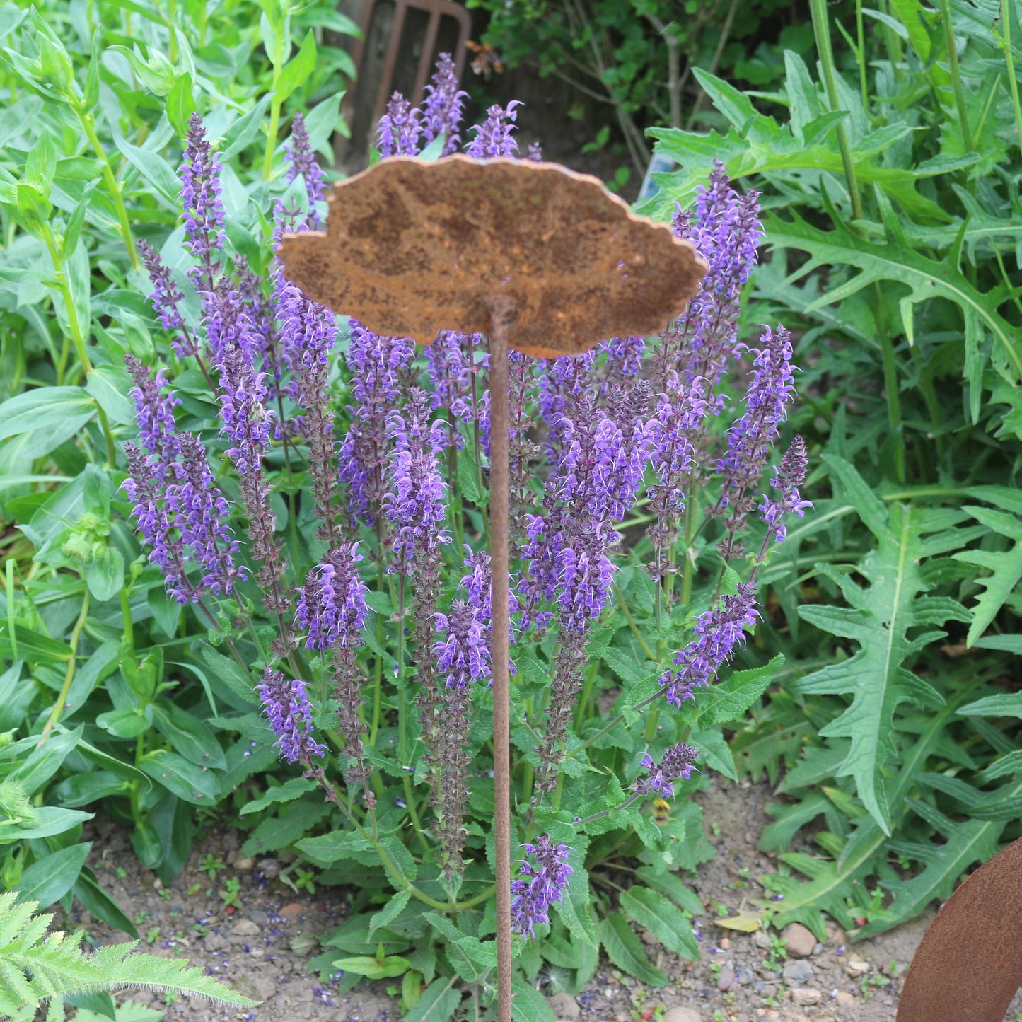 Poppy Flower On Spike