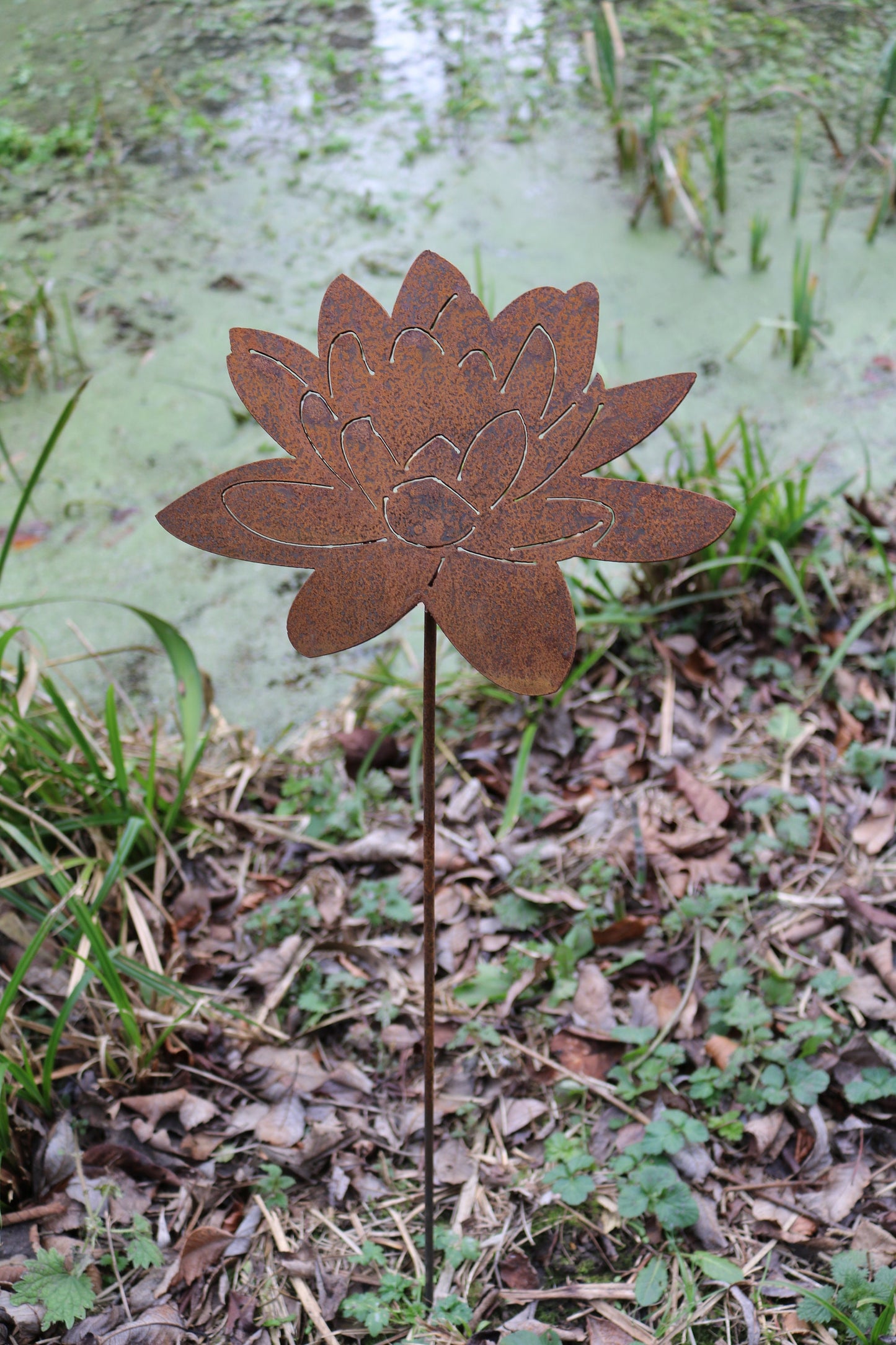 Lotus Flower, Water Lily On Spike