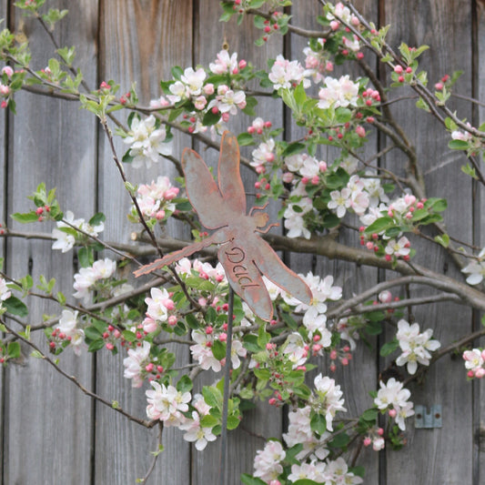 Dad Dragonfly On Spike