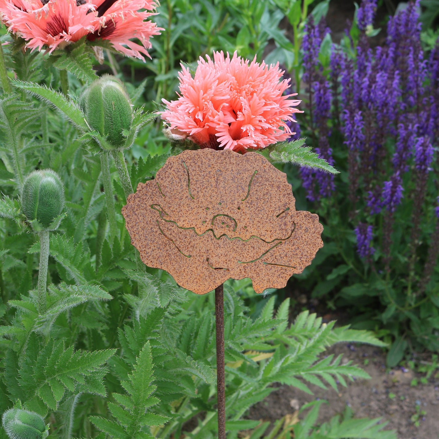 Poppy Flower On Spike