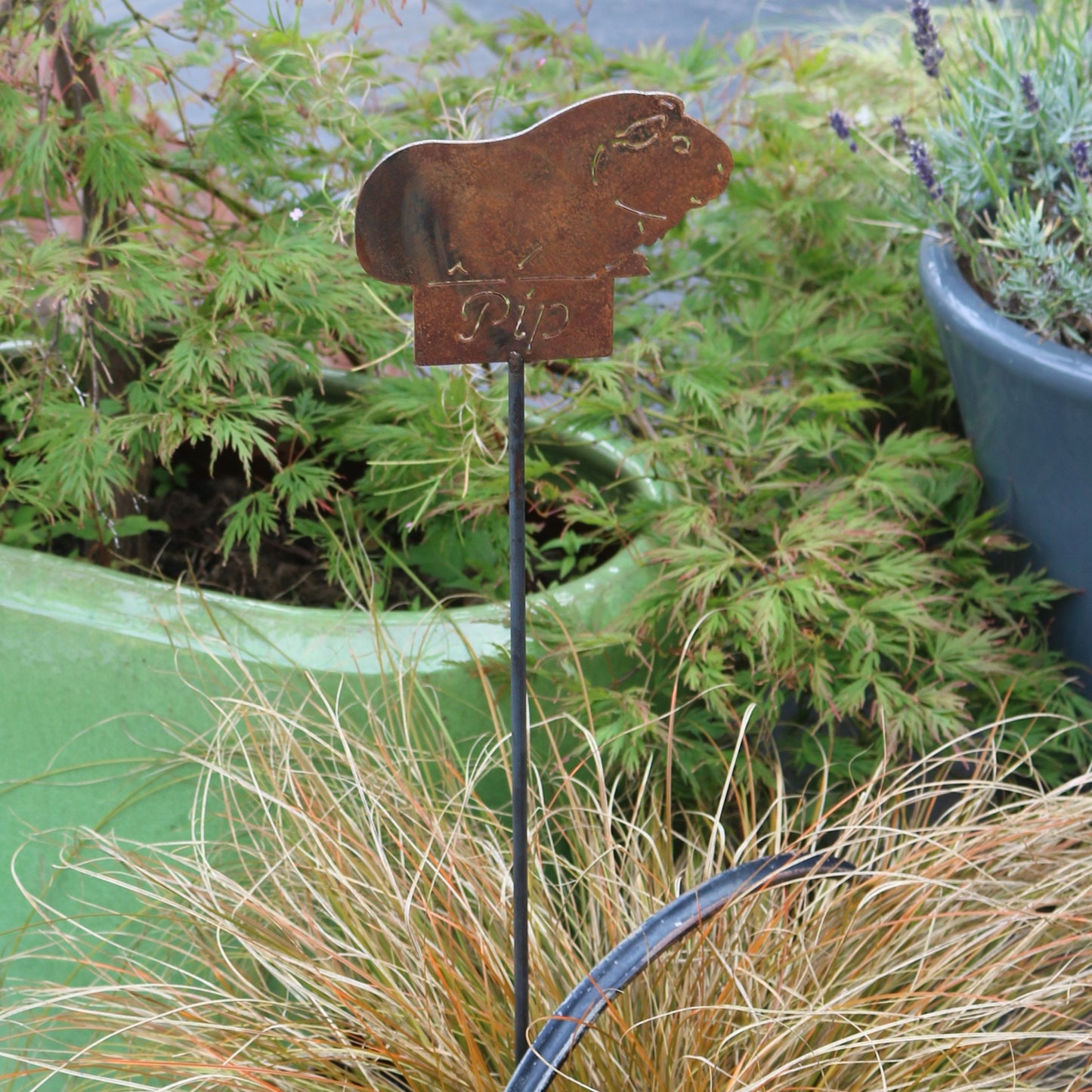 Personalised Guinea Pig On Spike